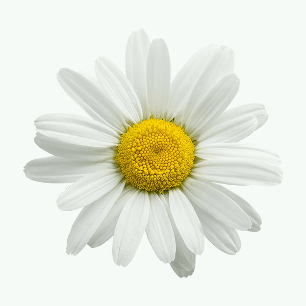 Import Egyptian camomile blue oil زيت البابونج الازرق استيراد زيت الكاموميل الازرق تصدير زيت الكاموميل الازرق export chamomil blue oil