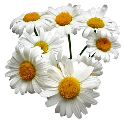 Import Egyptian camomile blue oil زيت البابونج الازرق استيراد زيت الكاموميل الازرق تصدير زيت الكاموميل الازرق export chamomil blue oil