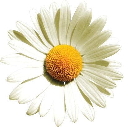 Import Egyptian camomile blue oil زيت البابونج الازرق استيراد زيت الكاموميل الازرق تصدير زيت الكاموميل الازرق export chamomil blue oil