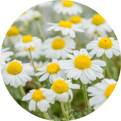 Import Egyptian camomile blue oil زيت البابونج الازرق استيراد زيت الكاموميل الازرق تصدير زيت الكاموميل الازرق export chamomil blue oil