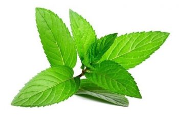 Import Basil Egyptian oil linalool