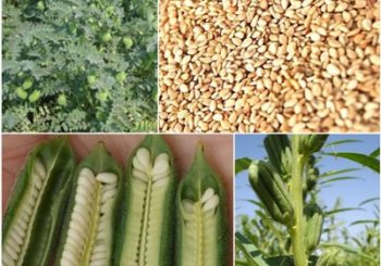 تصدير سمسم و بذور السمسم الابيض المصرى