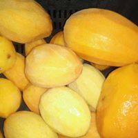 import frozen mango slices export frozen mango slices استيراد مانجه شرائح مجمده تصدير مانجه شرائح مجمدة