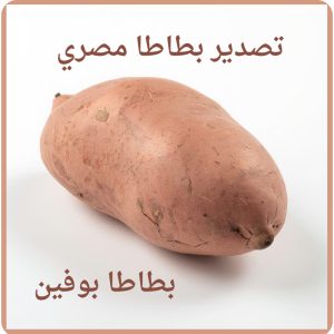 تصدير بطاطا مصري